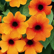 Orange Thunbergia Flower Seeds for Planting – Heirloom, Non-GMO, High Germination Organic Garden Seeds
