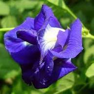 Fresh Clitoria Flower Seeds for Planting | Heirloom Non-GMO Organic Garden Seeds