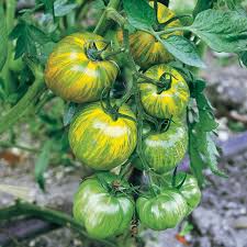Light Green Tomato flower seeds for planting - Heirloom & Non-GMO Garden seeds