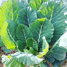 Collard Plant Seeds for Planting – Heirloom Non-GMO High Germination Seeds for Leafy Green Gardens