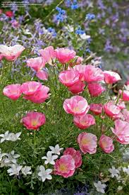 Pink Eschscholtzia Flower Seeds for Planting – Heirloom, Non-GMO, Seasonal Bloomer Organic Garden Seeds with High Germination