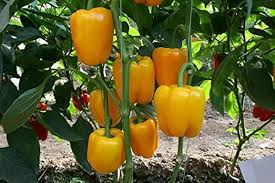 Light Yellow Pepper Seeds for Planting – Heirloom, Non-GMO, High Germination Organic Sweet Pepper Seeds