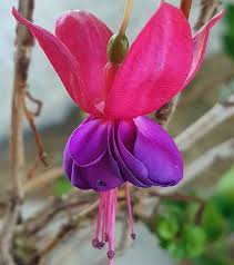 Pink Violet Fuchsia Hybrida Flower Seeds for Planting - Heirloom, Non-GMO, Drought Tolerant Organic Garden Seeds