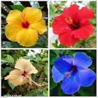 Hibiscus Flower Seeds for Planting – Heirloom, Non-GMO, Premium Organic Garden Seeds