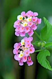 Wandelröschen Flower Seeds for Planting - Bright Blooms, Heirloom &amp; Non-GMO Seeds for Home Garden