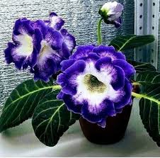 Blue Cream Gloxinia Flower Seeds for Planting – Heirloom, Non-GMO, Cut Flower Favorite Organic Garden Seeds with High Germination