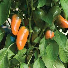 Orange Peppers Vegetable Seeds for Planting – Heirloom & Non-GMO Seeds for Vibrant Spicy Gardens