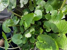 Green Wasabi Seeds for Planting – Heirloom, Non-GMO, High Germination Organic Condiment Root Seeds