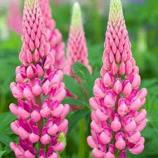 Pink Lupine Flower seeds for Planting - Sun Loving, Heirloom & GMO Free Seeds for Home Garden