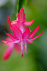 Mixed Schlumbergera Flower Seeds for Planting - Heirloom, Non-GMO, High Germination Organic Garden Seeds