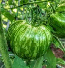 Green Purple Tomato Seeds for Planting – Heirloom, Non-GMO, Two-Toned Organic Garden Seeds for Creative Gardening