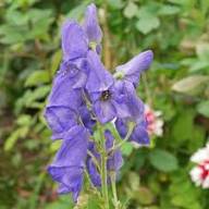 Blue Carmichaelii Flower Seeds for Planting | Fragrant Blossoms Heirloom Non-GMO Organic Garden Seeds