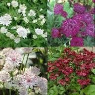 Mixed Astrantia Flower Seeds for Planting – Heirloom Non-GMO, High Germination Organic Garden Seeds