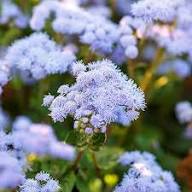 Violet Ageratum Flower Seeds for Planting | Heirloom Non-GMO High Germination Organic Garden Seeds