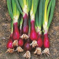 Green Scallion Vegetable Seeds for Planting – Heirloom & Non-GMO Seeds for Tender Green Onions