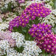 Mixed Achillea Millefolium Flower Seeds for Planting – Heirloom Non-GMO Organic Garden Seeds, High Germination