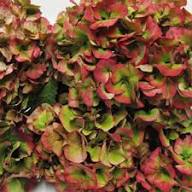 Green Red Hydrangea Flower seeds for Planting – Low Maintenance, Heirloom & GMO Free Seeds for Home Garden, High Germination