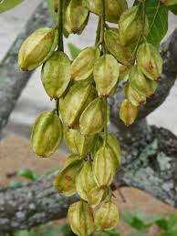 Acutangula Seeds for Planting – Heirloom Non-GMO Ridge Gourd Vegetable – Organic Garden Seeds, High Germination