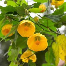 Yellow Red Abutilon Flower Seeds for Planting | Heirloom Non-GMO High Germination Organic Garden Seeds