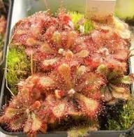 Sundew Flower Seeds for Planting | Heirloom Non-GMO High Germination Organic Garden Seeds