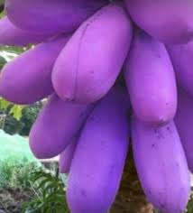 Purple Papaya fruit seeds for planting - Heirloom & Non-GMO Garden seeds