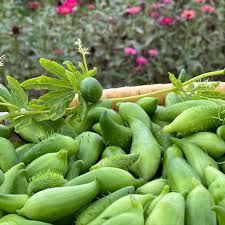 Cyclanthera Seeds for Planting – Heirloom Non-GMO High Germination Seeds for Unique Organic Gardens