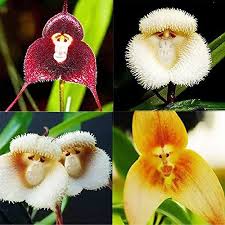 Monkey Orchid Flower Seeds for Planting – Heirloom, Non-GMO, High Germination, Organic Garden Seeds