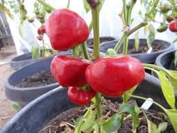 Nora Pepper Seeds for Planting – Heirloom & Non-GMO Mildly Spicy Culinary Variety