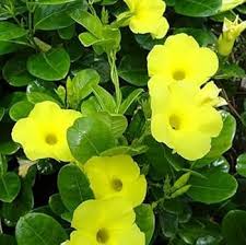 Yellow Campsis Radicans Flower Seeds for Planting – Heirloom, Non-GMO, High Germination Home Garden