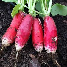 Radesh Vegetable Seeds for Planting – Heirloom & Non-GMO Seeds for Flavorful Root Harvests