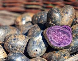 Purple Potato Seeds for Planting – Heirloom, Non-GMO, High Germination Organic Tuber Seeds