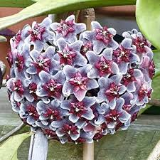 Purple Red Hoya Flower Seeds for Planting – Heirloom, Non-GMO, High Germination Organic Garden Seeds