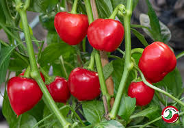 Chile Pequin Seeds for Planting – Heirloom, Non-GMO, Organic Garden Seeds, High Germination, Tiny Hot Peppers for Bold Cooking