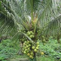 Tall Coconut Tree Seeds for Planting – Heirloom, Non-GMO, High-Yield Tropical Fruit Tree for Home Garden & Coastal Areas
