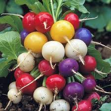 Radieschen Seeds for Planting – Heirloom Non-GMO Crisp German Radish Vegetable Garden Seeds with High Germination