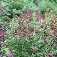 Pink Buddleia Butterfly Bush  Flower Seeds for Planting – Cottage Garden, Heirloom, Non-GMO, High Germination