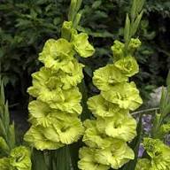 Gladiolus Light Green Flower seeds for Planting – Vibrant Colors, Heirloom &amp; GMO Free Seeds for Home Garden, High Germination