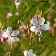 Gaura Flower Seeds for Planting | Sun Loving Heirloom Non-GMO Organic Garden Seeds