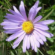 Aster Alpinus Flower Seeds