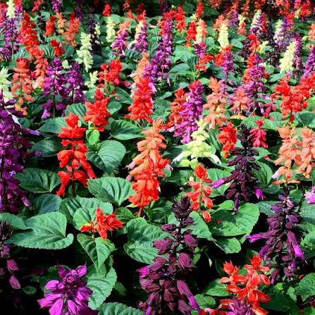 Salvia Splendens Flower Seeds 