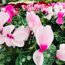 Lavender Cyclamen Flower Seeds for Planting - Fragrant Blossoms, Heirloom & GMO Free Seeds for Home Garden Non-GMO