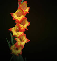 Gladiolus Yellow Orange Flower Seeds for Planting – Heirloom Non-GMO High Germination Organic Garden Seeds