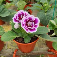 White Purple Gloxinia Flower Seeds for Planting – Heirloom, Non-GMO, High Germination Organic Garden Seeds