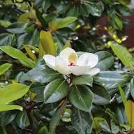 Magnolia Flower Seeds for Planting – Heirloom, Non-GMO, High Germination Organic Garden Seeds