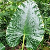 Green Alocasia Flower Seeds for Planting – Heirloom Non-GMO High Germination Organic Garden Seeds