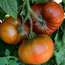 Dwarf Chocolate Tomato Seeds for Planting – Heirloom & Non-GMO Vegetable Seeds, Rich Flavor in Compact Plants