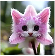 Cute Pink Cat&