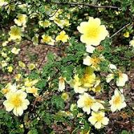 Yellow Xanthina Flower Seeds for Planting | Heirloom Non-GMO High Germination Organic Garden Seeds