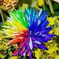 Chrysanthemum Rainbow Flower Seeds for Planting | Heirloom Non-GMO High Germination Organic Garden Seeds