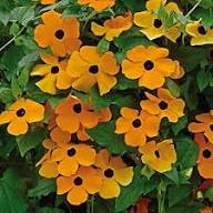 Orange Thunbergia Flower Seeds for Planting – Heirloom, Non-GMO, High Germination Organic Garden Seeds